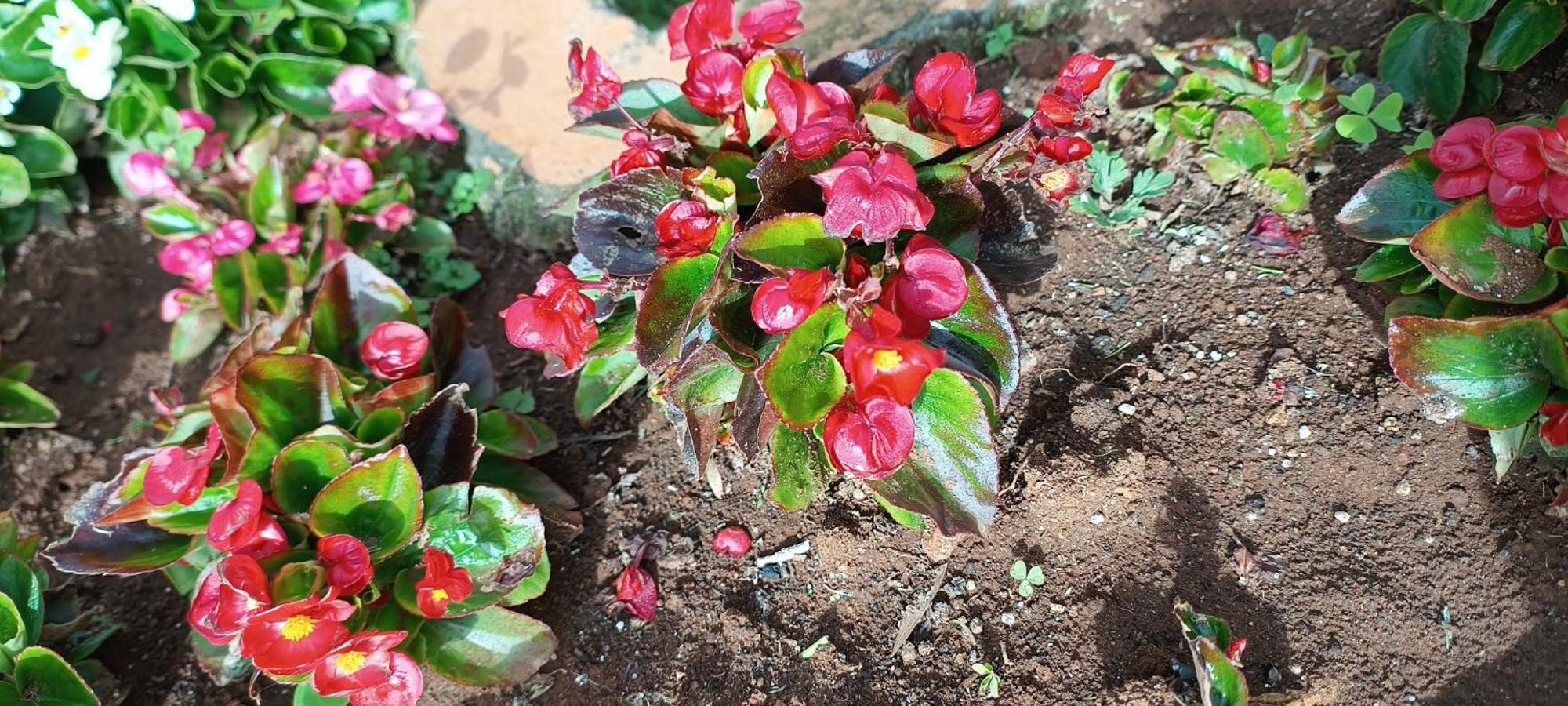 Yantra Resort By Spree Ooty Luaran gambar